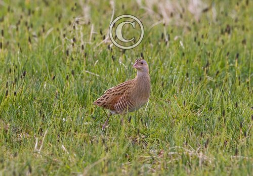 Corncrake DM0854